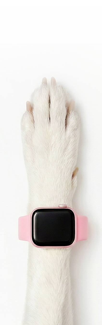 Gummy watch 5